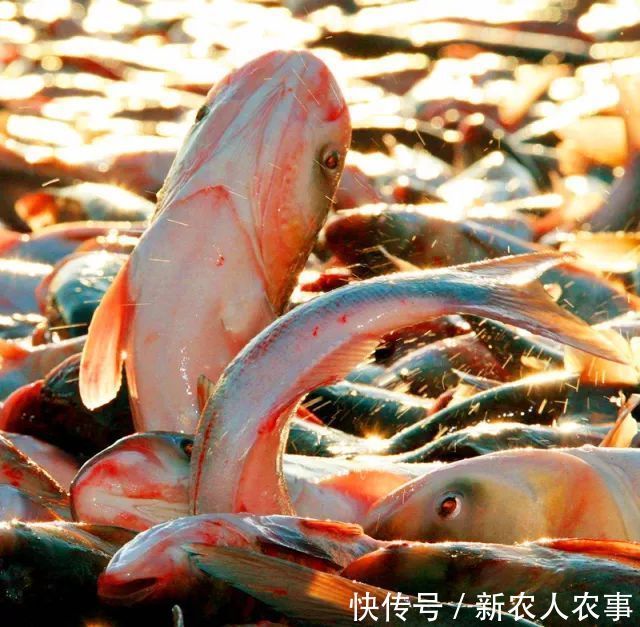 包头鱼|一米长40斤重，安徽一男子钓获“花鲢王”，网友：鱼头就够吃几顿