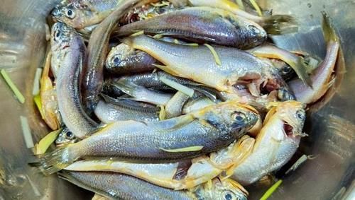 猪牛羊肉|9月碰到这鱼,我从不手软,刺少肉嫩营养高,才8元1斤,别不懂吃