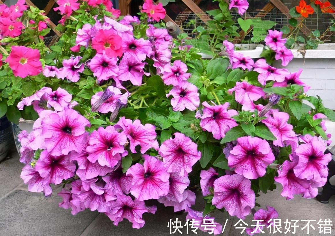 鸡蛋花|农历九月十八霜降后，养什么花？家里养3种花，飞黄腾达官运亨通