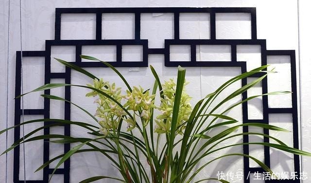 兰花不开花给它配上“3种”营养水,呼呼冒花苞,爆花很容易!