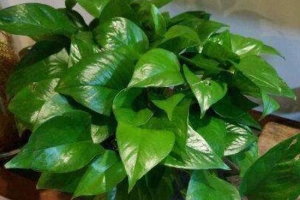 天南星科|古人都说:“一颗绿萝七个鬼”,家中为什么忌讳养绿萝?