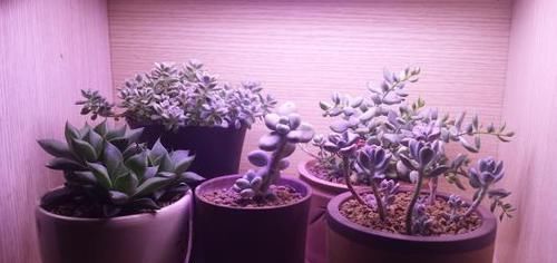 耐阴|家里光照不好又想养花很纠结?此3个方法好用又实在,圆你养花梦