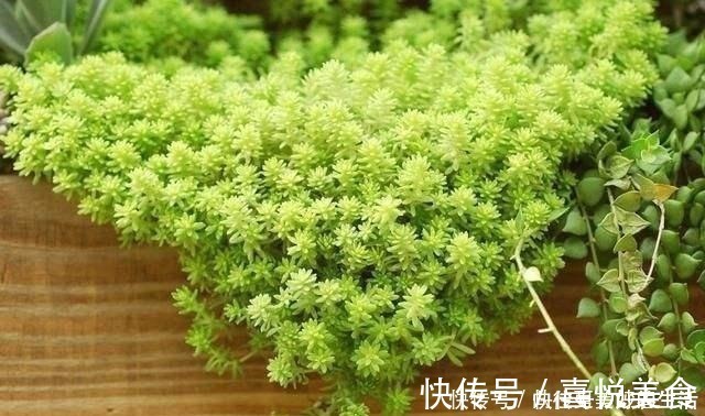 植物|想要短时间养出“爆盆花”，这几个品种最合适，一株就能呼呼长！