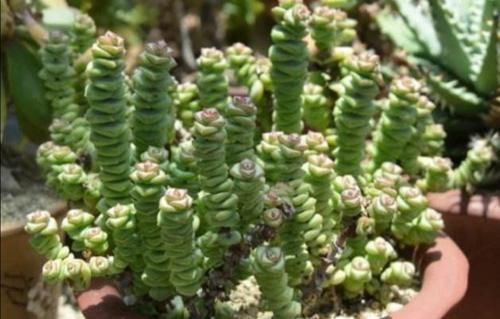 浇水|多肉钱串怎么养，才能长满花盆，株型更美观