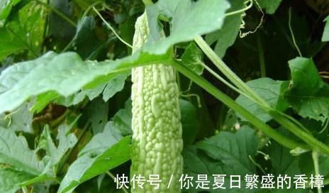 低密度蛋白|它是天然胰岛素，开水泡着喝7天，血糖就会“悄悄”降下来！