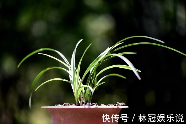 观赏价值|兰花怎么修剪整容三步骤三注意，兰友掌握就不难