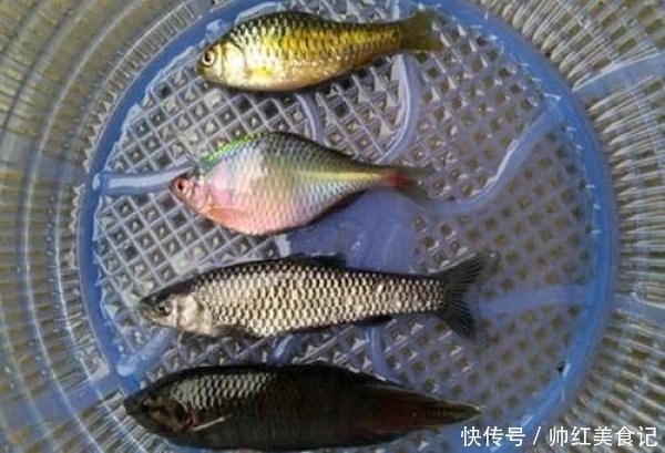 5年长不到3厘米,以前乡下用来喂鸭子,现在却很珍贵,5元一条