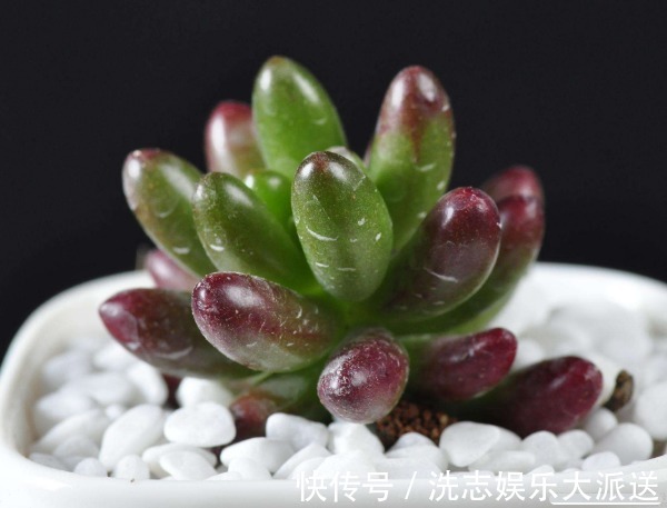 多肉总是掉叶子怎么办教你3个小妙招,多肉长势更好又美观