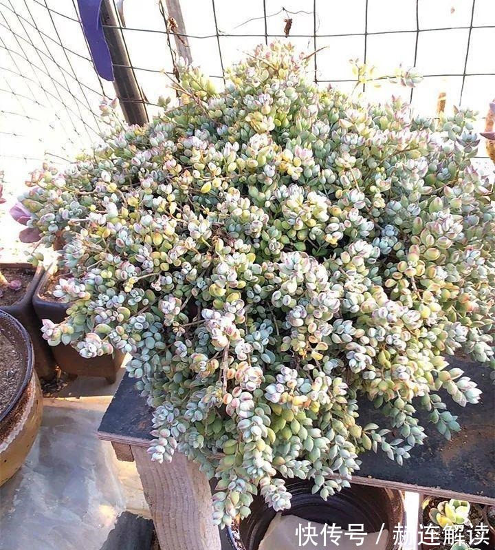 艾伦|姐姐养了9年的多肉,没有买肥就用它,个个长成精!