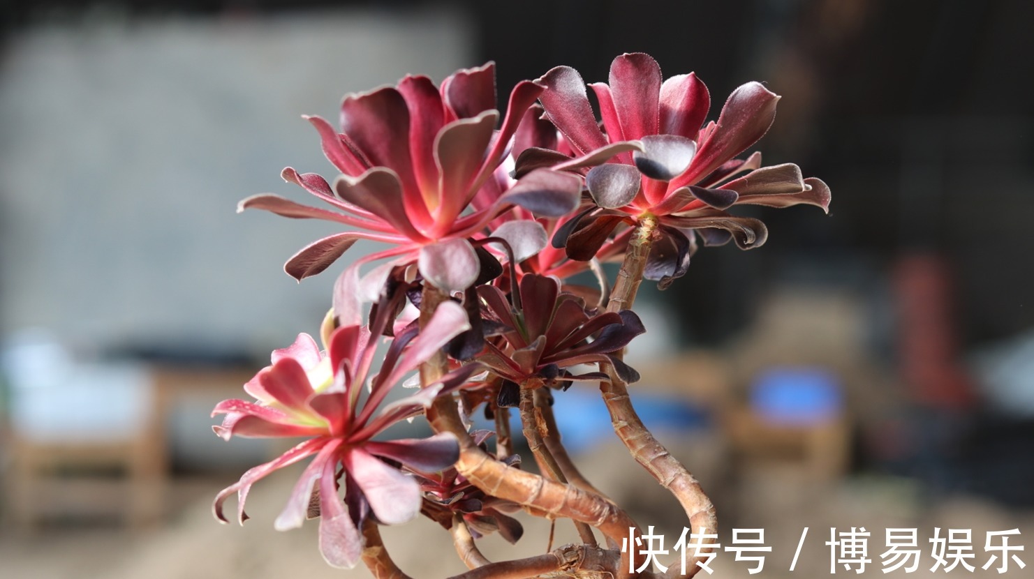 多肉黑法师,夏季它“睡觉”,浇水掌控好,不烂根,叶片乌黑油亮