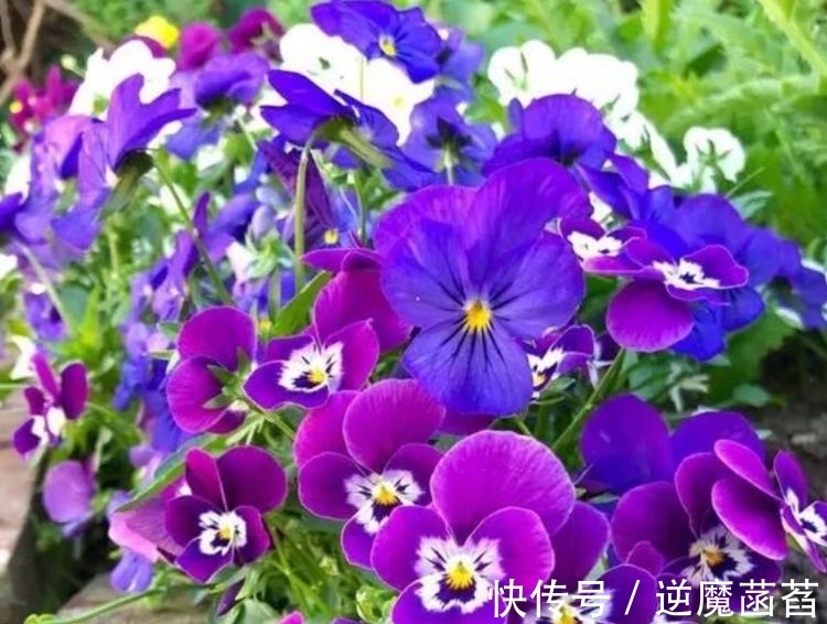 兰花|家里养这几款花卉,娇小不占地,便宜又好养,10元2盆