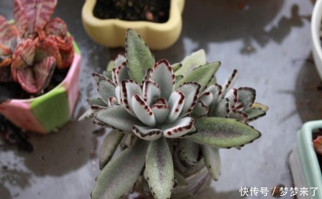 八年|一颗八年没换过盆的月兔耳