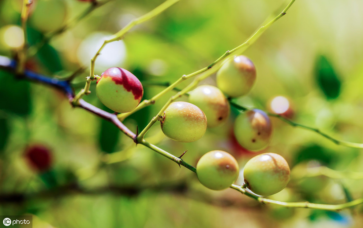 酸叶酮|经常失眠用1叶子泡水喝,农村常见,每天一点,睡的比猪香