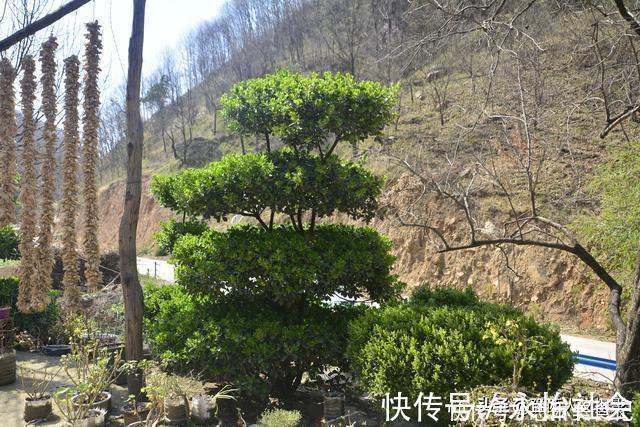 黄杨树#山村大叔耗时12年培养宝塔树,有人出价5万,大叔:开玩笑哩吧