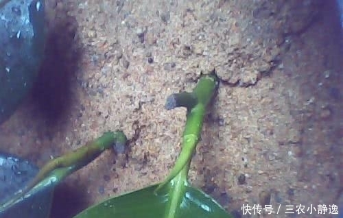  学会|学会扦插橡皮树, 少走很多弯路