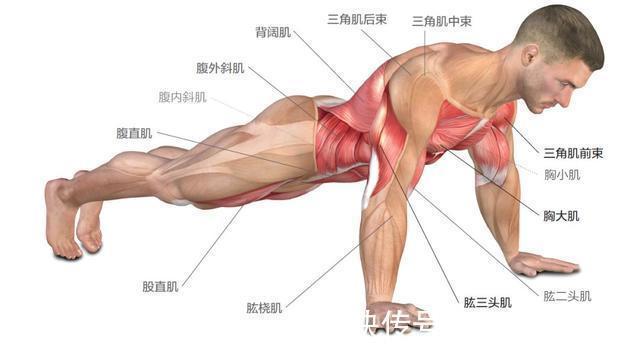 动作|12个俯卧撑变式动作，从易到难，学会了你就是健身达人