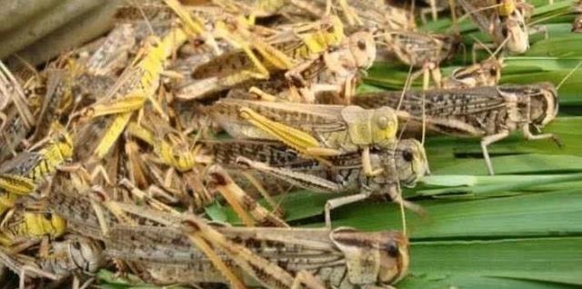 蝗灾|中国古代蝗灾频发,近代却销声匿迹,是谁用了什么奇招