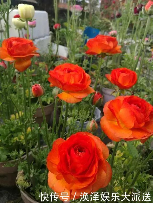 种花|3种花人称“夏必死”,买一盆死一盆,新手小白别忽视