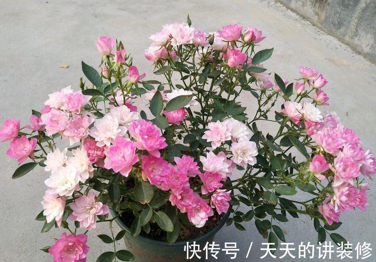 松果菊|从8月19日开始，家养此款花卉，四季有花开，花开高贵优雅