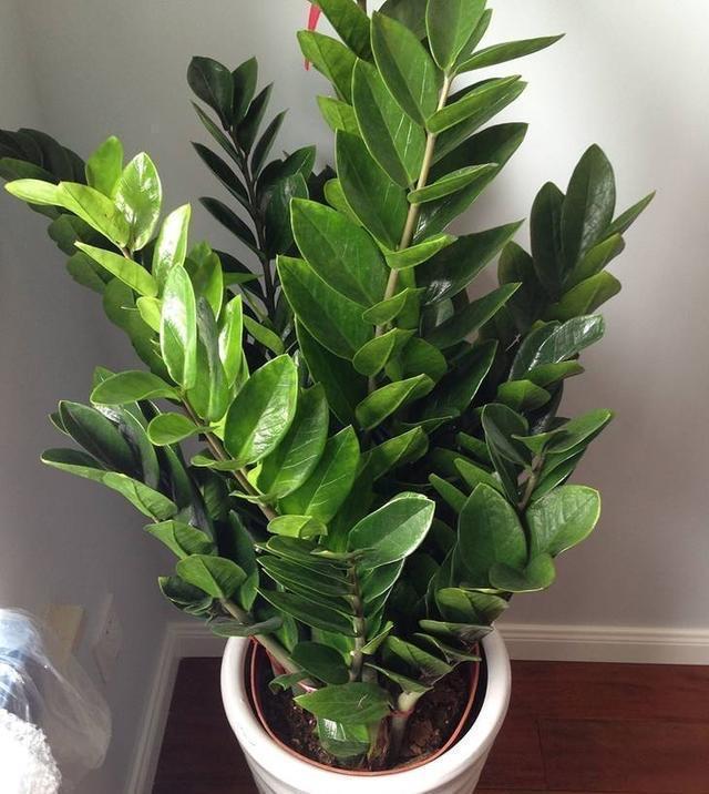 家中养就3种花,名字带“钱”寓意好,枝叶多,美观大气又好养