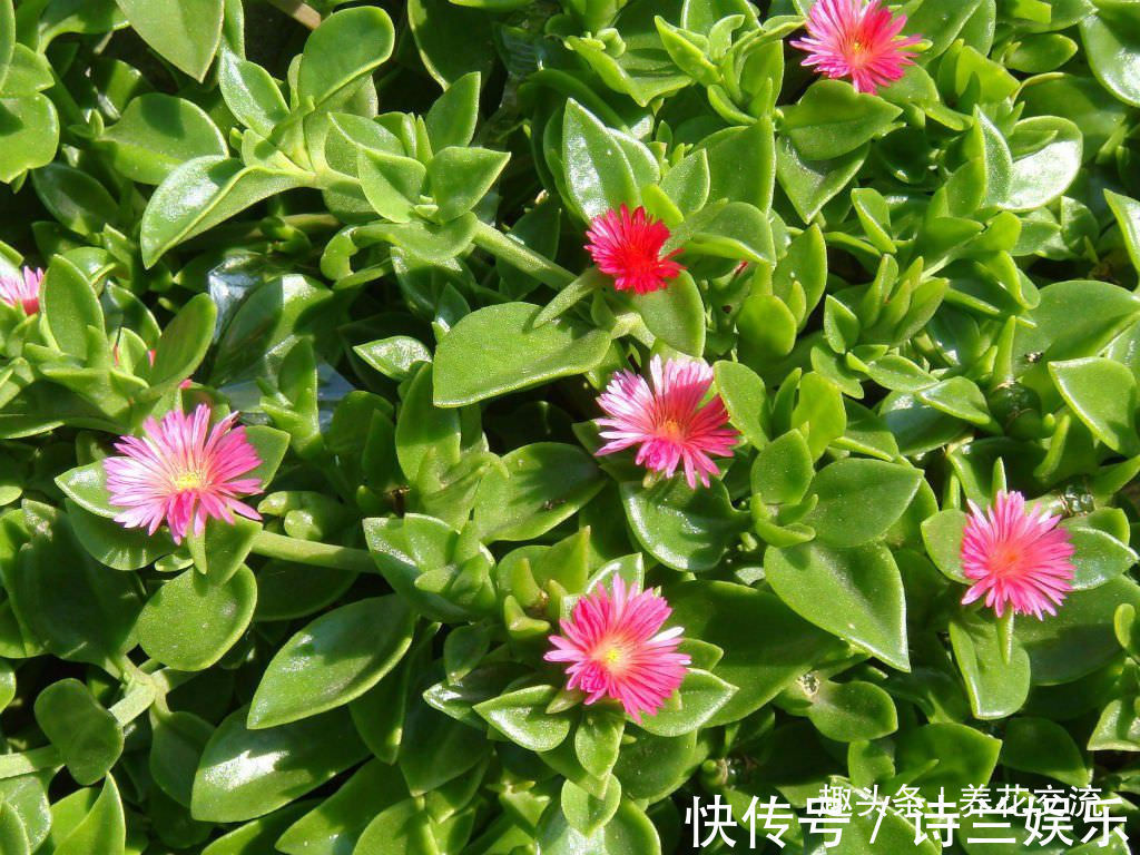 叶子娇嫩诱人的牡丹吊兰,以前被当野菜炒,转身变家里宝贝的盆栽