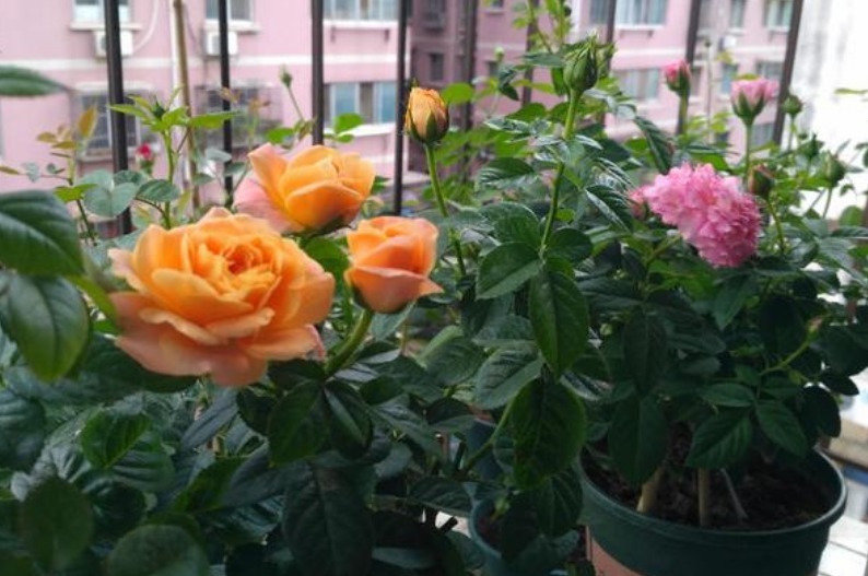 “3种花” 最适合懒人养,越不管长得越旺,管的勤快黄叶又烂根!