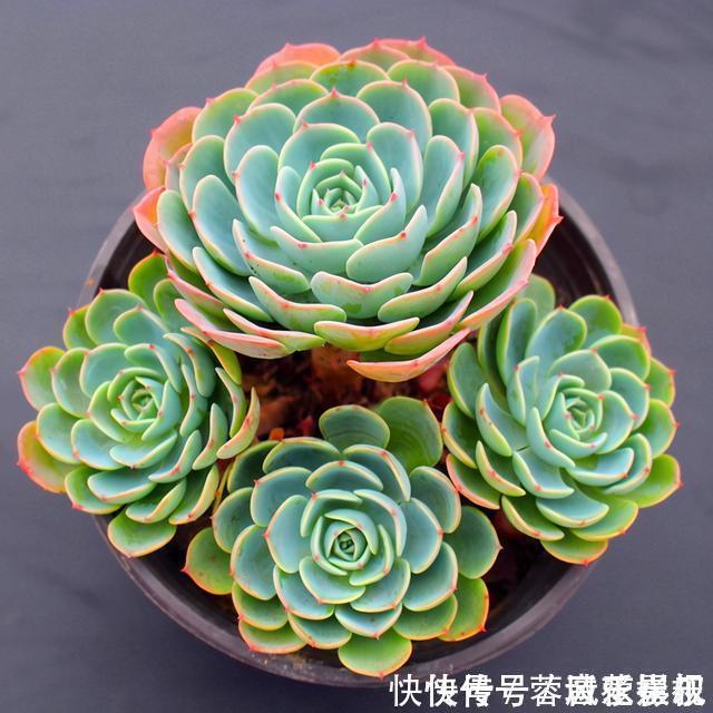 度夏|盘点5种最不好养的多肉,各种问题多,花友慎入