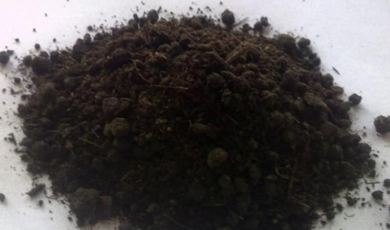 家里的橘子皮不要扔,用它养花有3种“妙用”,让植物叶绿花多!