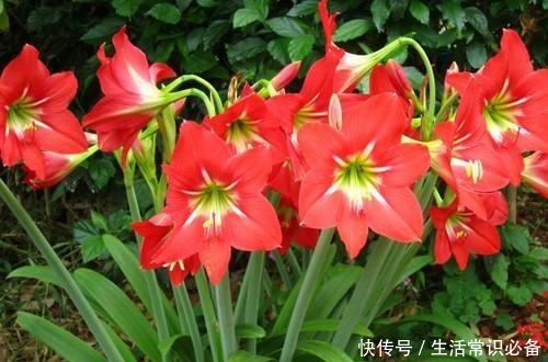 有小院子就养这4种花,花美、耐阴好养,种1棵,开花一大片!