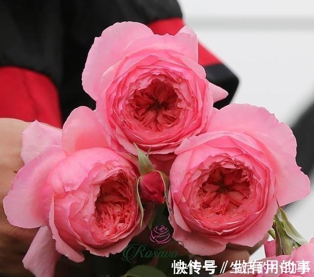 25款包子型月季 花开永不败 大花好养又丰花 新手推荐种植 粉紫色 25款包子型月季 花开永不败 大花好养又丰花 新手推荐种植 粉紫色