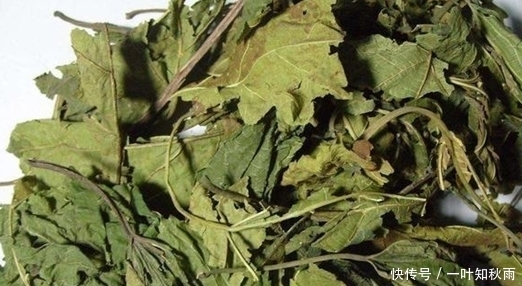 风热感冒|农村这个树叶是个宝,可以用来做茶叶,泡水喝可治感冒、降三高!