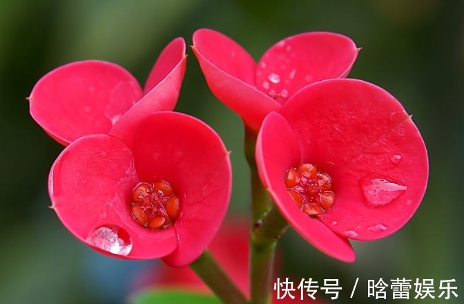 有种花叫“养不死”，年年不用管，花开绚烂，养花杀手必备！