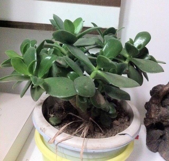 修剪|9月如何养玉树2个“技巧”，让它更加繁茂，枝干木质化，成小树