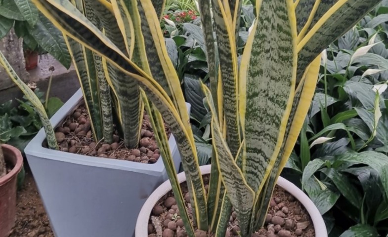 养殖虎皮兰，落实好“2多2少1勤”，叶子挺直，侧芽呼呼窜爆盆