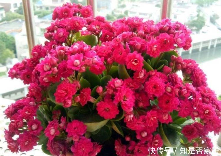 4种花很耐养,沾土就能活,越懒养长得越好,给点阳光就爆盆!