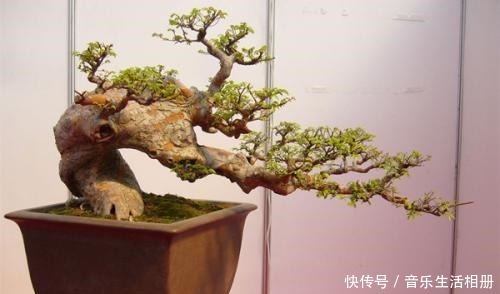 以前的树桩都当柴烧,现在爱花之人当场盆景,一盆比一盆价值高!