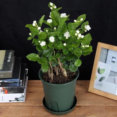  不用|阴雨天，这4样花不用急着往家搬，淋淋雨，开花反而更娇艳