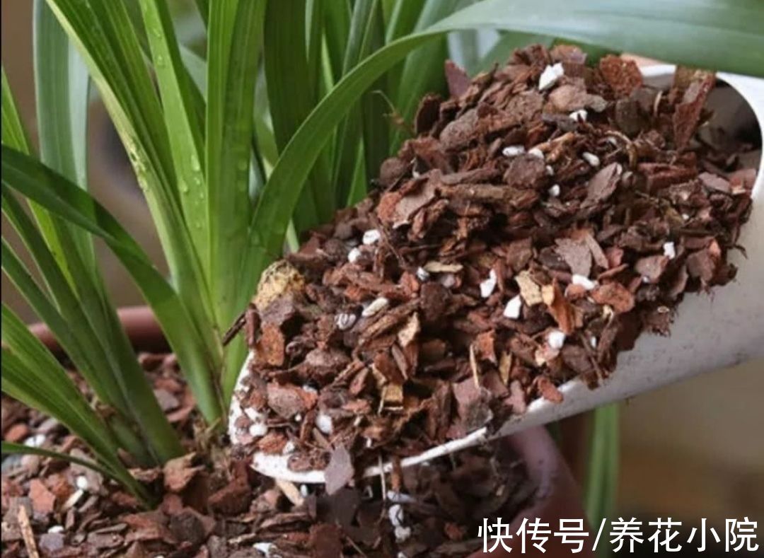 花盆下面填一层“颗粒”,疏松透气不积水,根系生长健壮