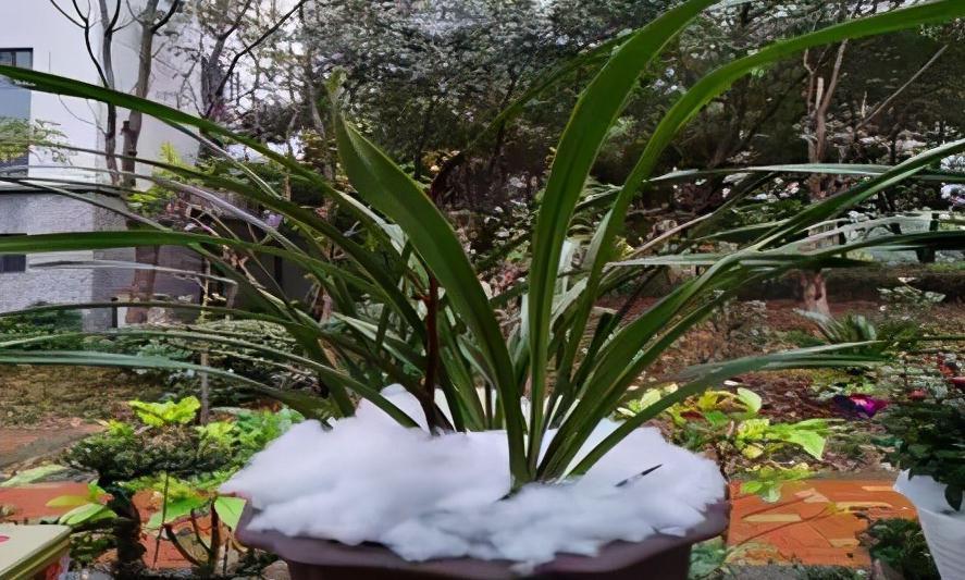 兰花过冬做足3点,不仅能顺利过冬,花开旺盛还香气满屋