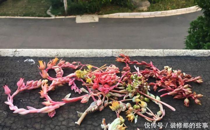 挑状态最丑价格最低的买,再丑的多肉都能养漂亮