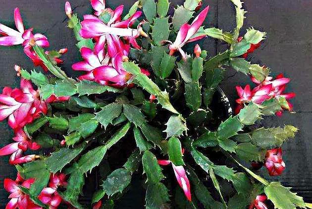 蟹爪兰发出这个“信号”，一定不要忽视，是在提醒你