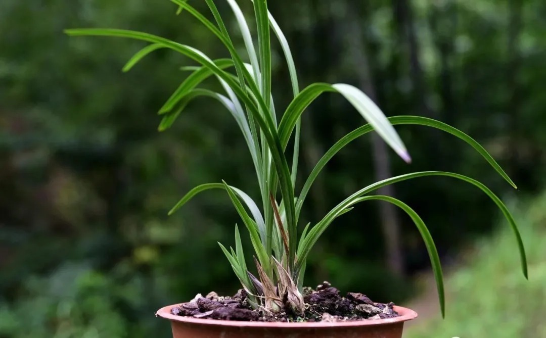 自制|养兰花的肥料可以自制吗?自制氮、磷、钾肥,真的不太难