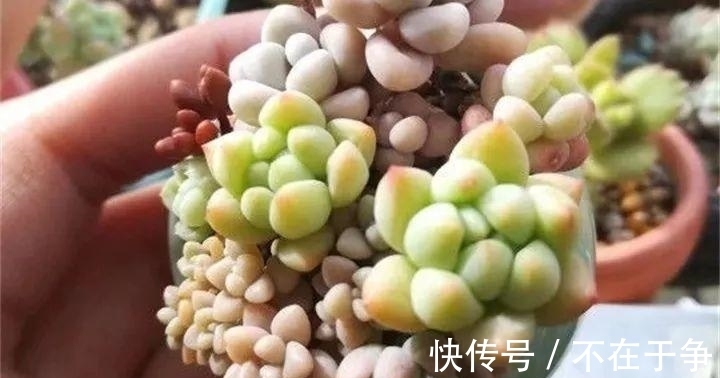白美人|“拇指大”的花盆,被她塞了几十棵多肉,养一年都不是事!