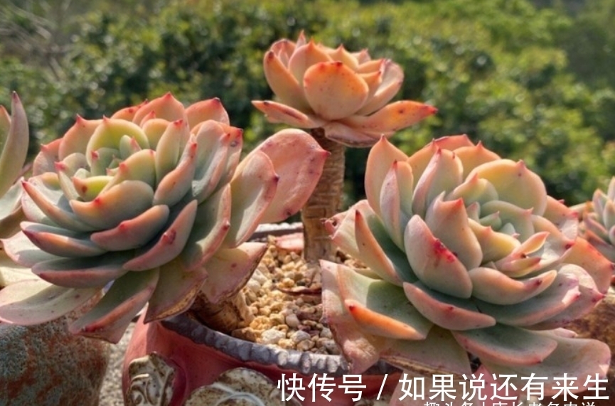 看一看这7款以美女之名来命名的多肉,你觉得哪一款最名副其实?