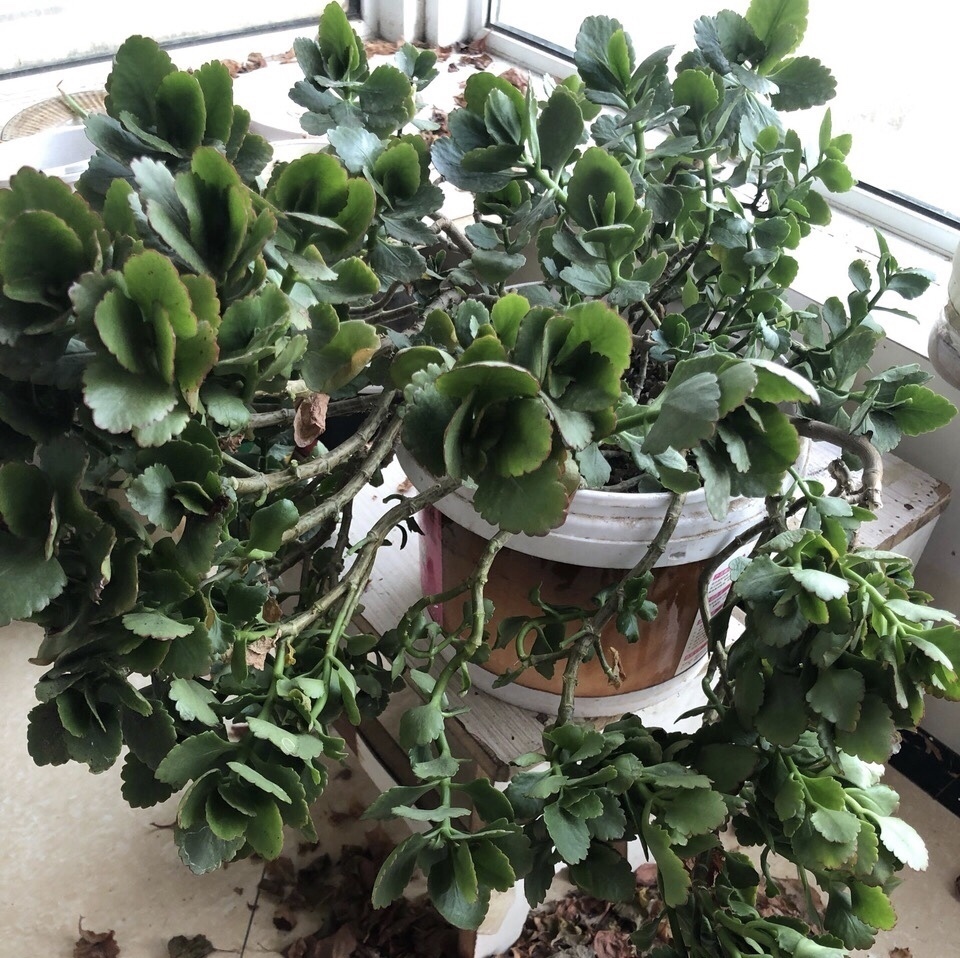 粗壮|长寿花越养“越瘦”怎么办教你3字口诀,1年变老桩,开成花球