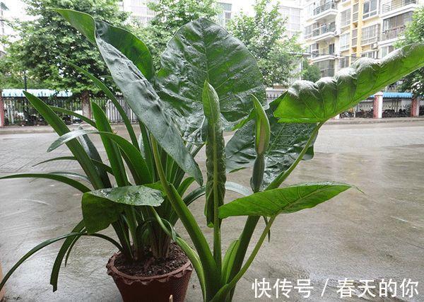 虎刺梅|带有“毒汁”的3种花,告诉亲戚不要养,放卧室也不好,要明白!