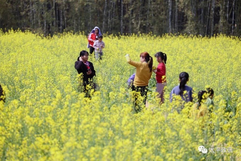 老年|靓！太平镇下黎村近200亩油菜花盛开，刷爆了朋友圈！