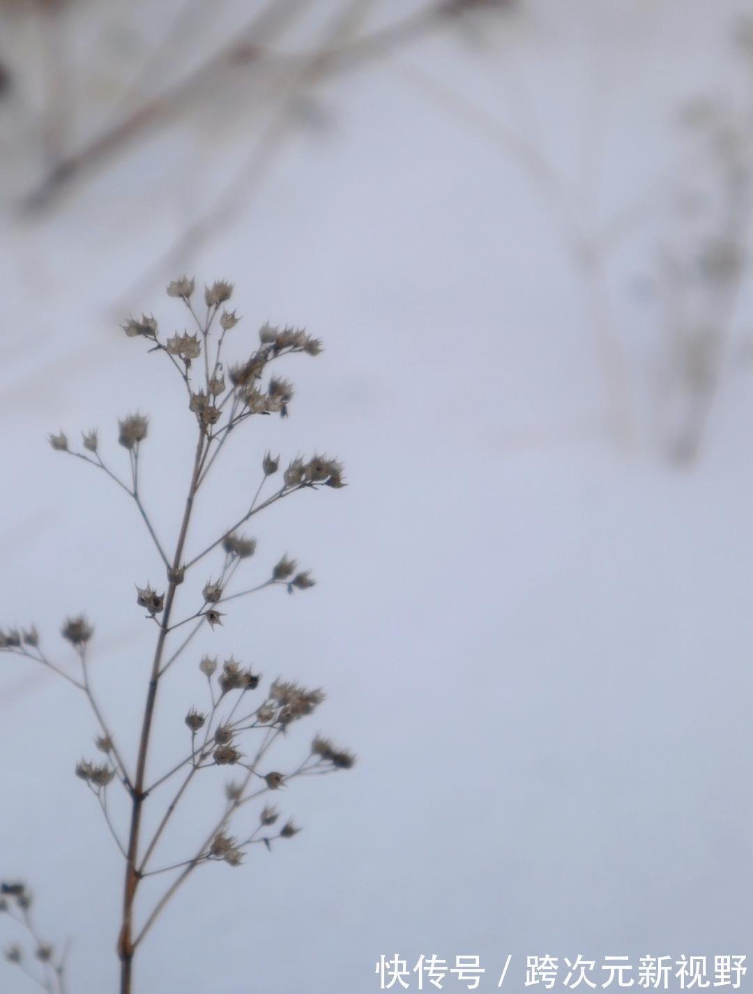 连环画|容朵儿民宿冬景：雪的可爱处在于它的广被大地，覆盖一切，没有差别