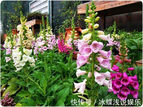 被名字耽误的8种花，好养好看开花惊艳，你最喜欢哪种？