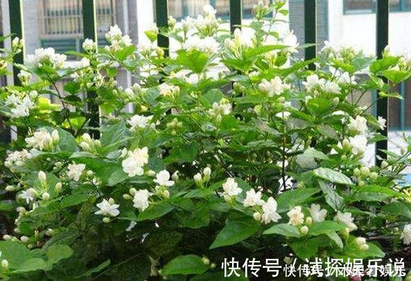 花王|秋天买茉莉，枝头满花苞3点谨慎，别手欠，开成“爆花王”